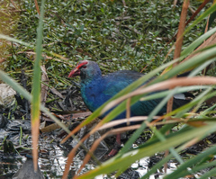 Porphyrio poliocephalus