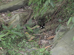 Papilio nephelus chaonulus