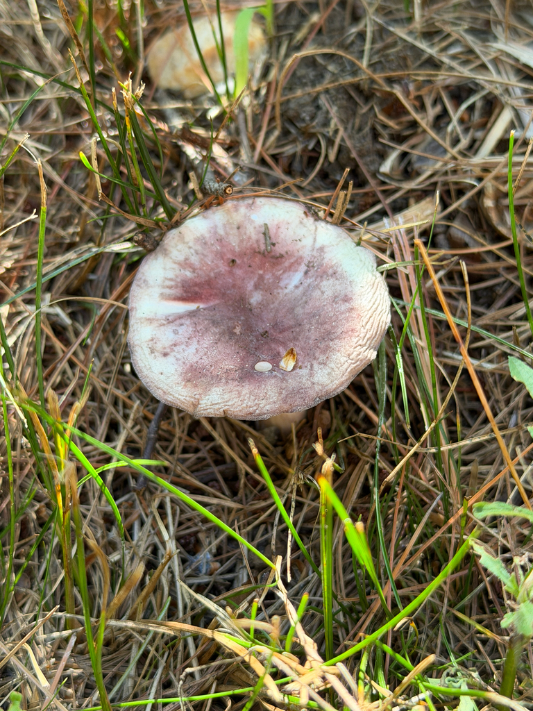 purple-bloom russula · September 2026 · photo: Photo: (c) Eli Talhouk, some rights reserved (CC BY) · iNaturalist