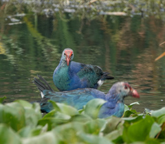Porphyrio poliocephalus