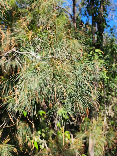 Allocasuarina littoralis, photograph 5