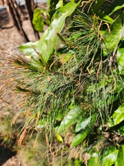 Allocasuarina littoralis, photograph (c) Mark Clarke, some rights reserved (CC BY)