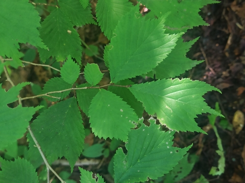 Ulmus laciniata observed 2026-09-05