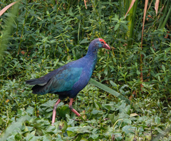 Porphyrio poliocephalus