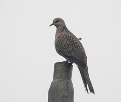 Streptopelia chinensis