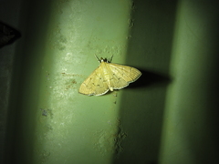 Protonoceras argocephala