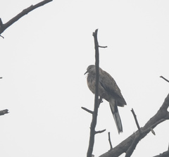 Streptopelia chinensis