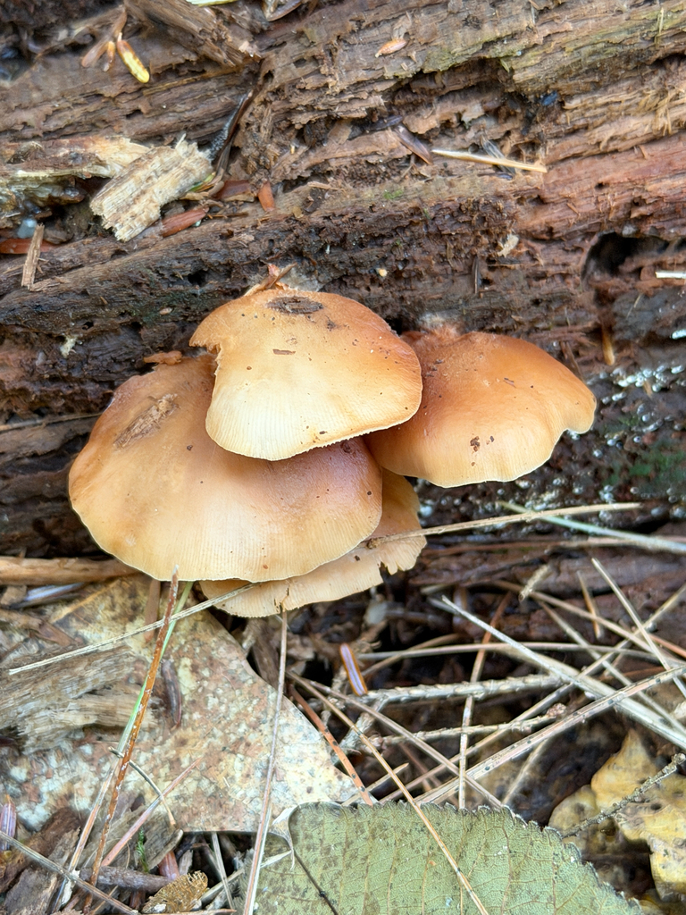 Late Oyster · September 2026 · photo: Photo: (c) Eli Talhouk, some rights reserved (CC BY) · iNaturalist