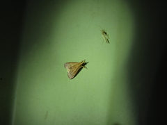 Hydrorybina polusalis