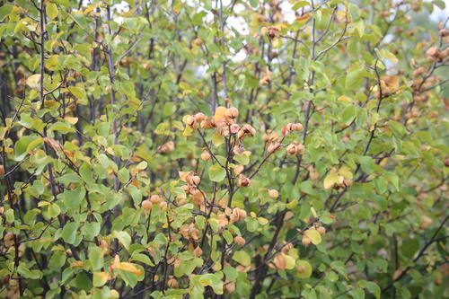 Styrax redivivus, 2026-09-03