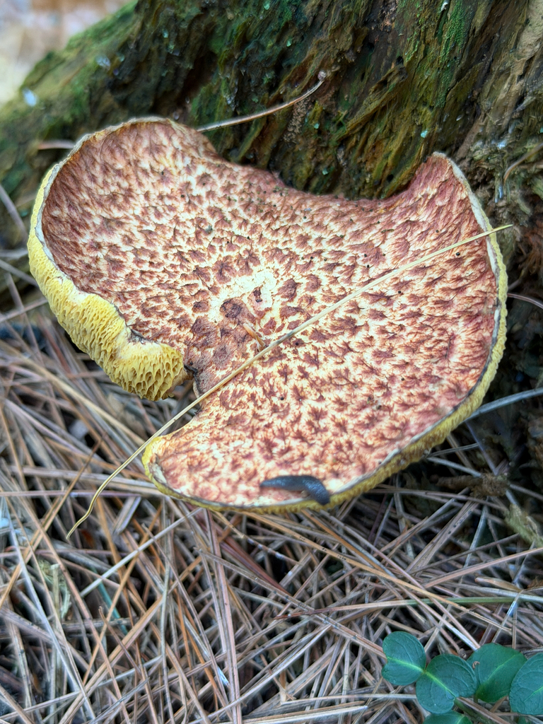 Painted Suillus · September 2026 · photo: Photo: (c) Eli Talhouk, some rights reserved (CC BY) · iNaturalist