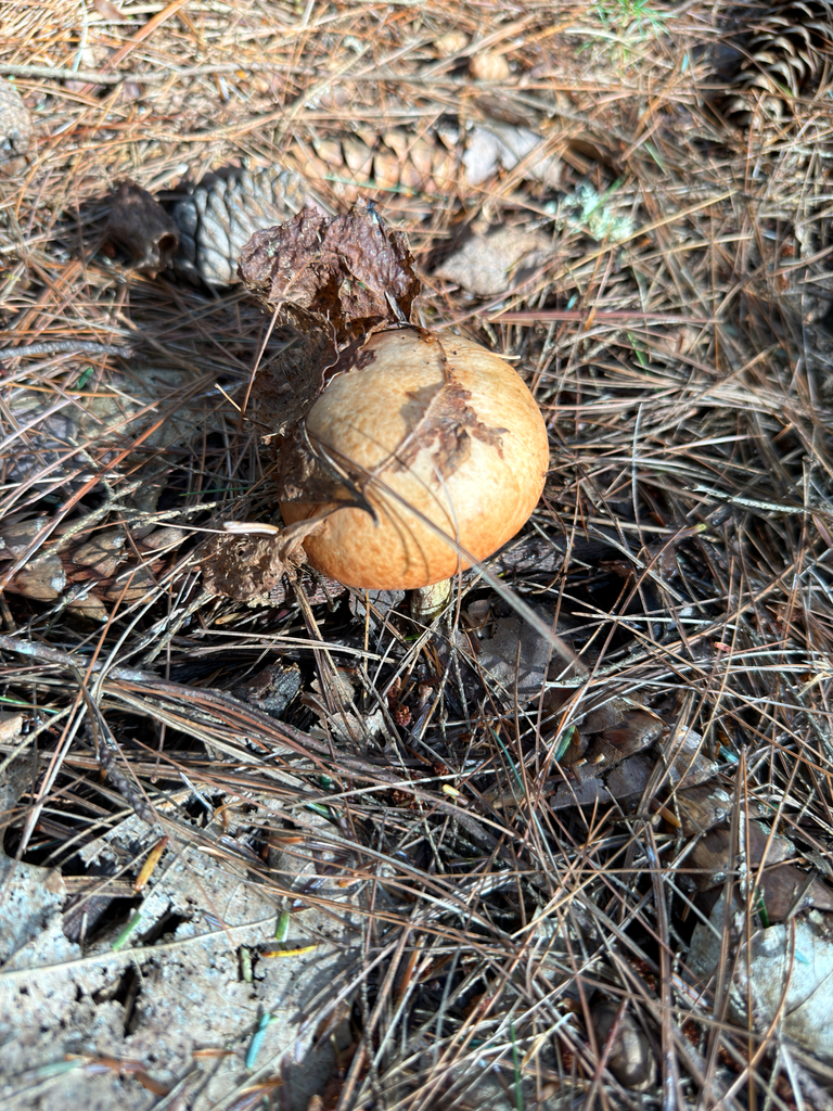 Butterball · September 2026 · photo: Photo: (c) Eli Talhouk, some rights reserved (CC BY) · iNaturalist