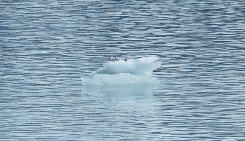 iNaturalist image
