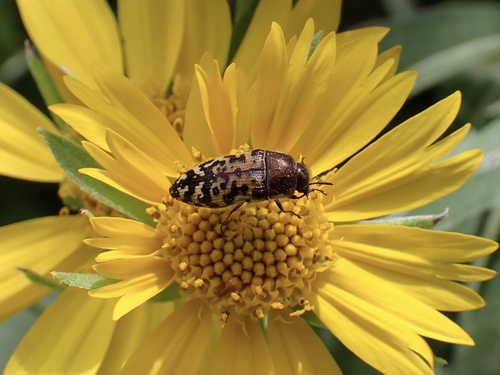 Acmaeodera mixta