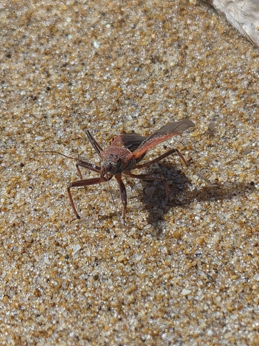 Rhynocoris erythropus