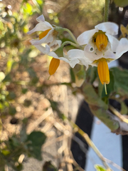 Solanum douglasii, photograph (c) Gavin Skeen, some rights reserved (CC BY)