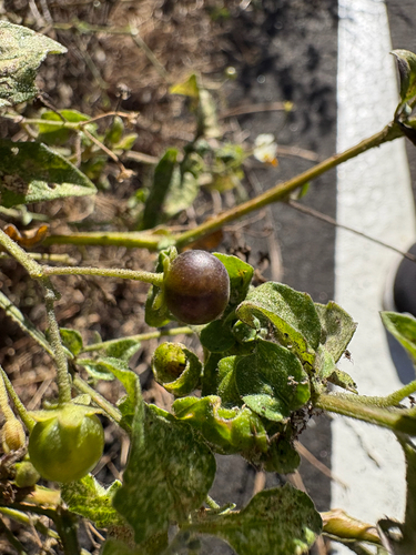 Solanum douglasii, photograph 1