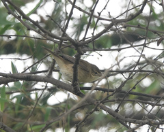 Acrocephalus dumetorum