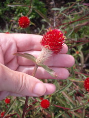 Gomphrena haageana