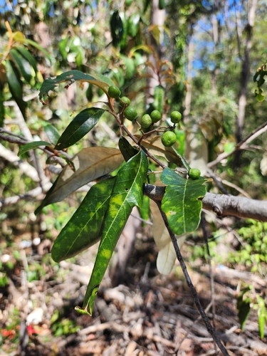 Alphitonia excelsa, photograph 3