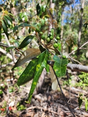 (c) Mark Clarke, some rights reserved (CC BY) Alphitonia excelsa, photograph (c) Mark Clarke, some rights reserved (CC BY)