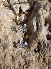 Veronica syriaca
