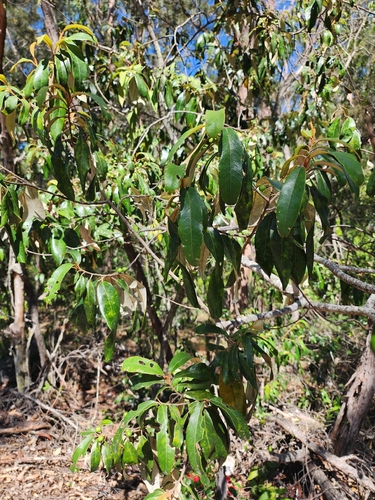 Alphitonia excelsa, photograph 4