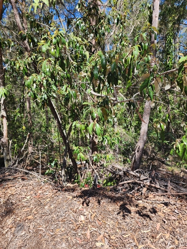 Alphitonia excelsa, photograph 5