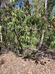 (c) Mark Clarke, some rights reserved (CC BY) Alphitonia excelsa, photograph (c) Mark Clarke, some rights reserved (CC BY)