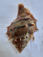 Bufonaria elegans
