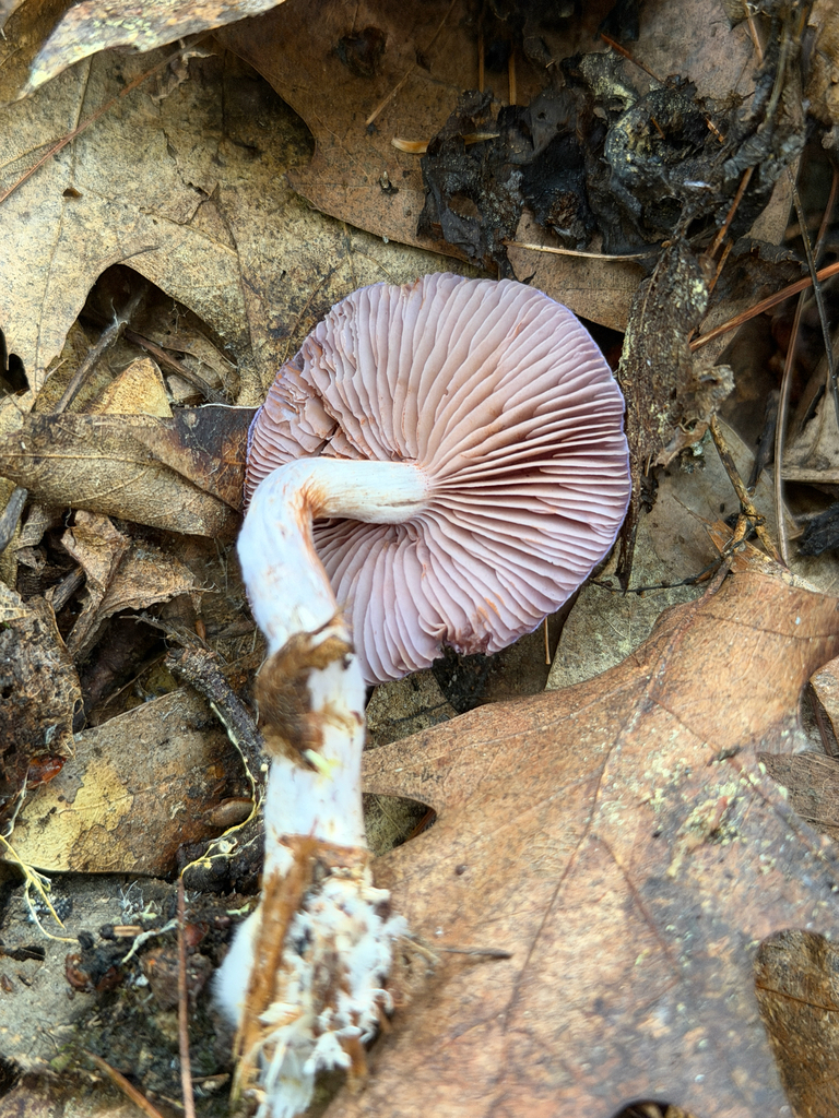 Viscid Violet Cort · September 2026 · photo: Photo: (c) Eli Talhouk, some rights reserved (CC BY) · iNaturalist