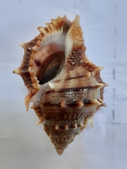 Bufonaria elegans