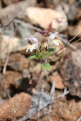 Acanthomintha lanceolata