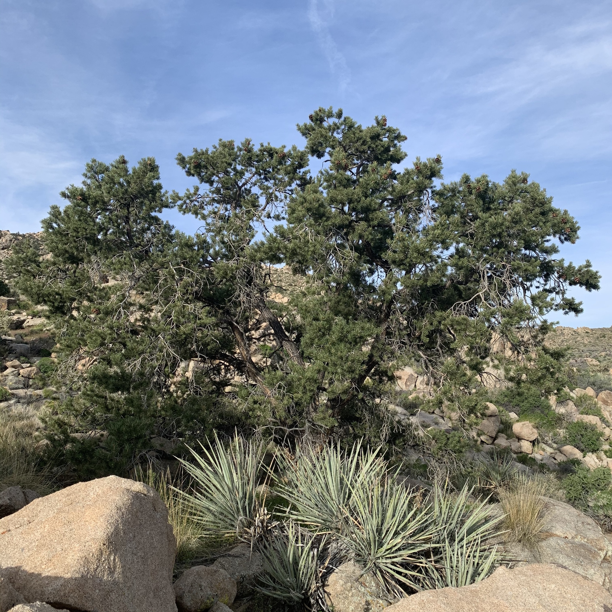 Pinus edulis