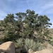 Colorado Pinyon - Photo (c) jwaskowiak, some rights reserved (CC BY-NC)