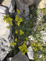 Erysimum repandum
