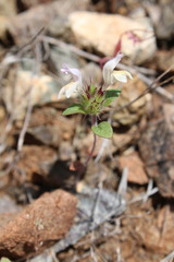 Acanthomintha lanceolata