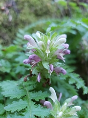 Pedicularis dudleyi