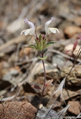 Acanthomintha lanceolata