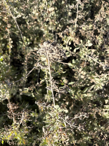 Atriplex lentiformis, photograph 5