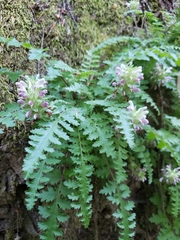 Pedicularis dudleyi