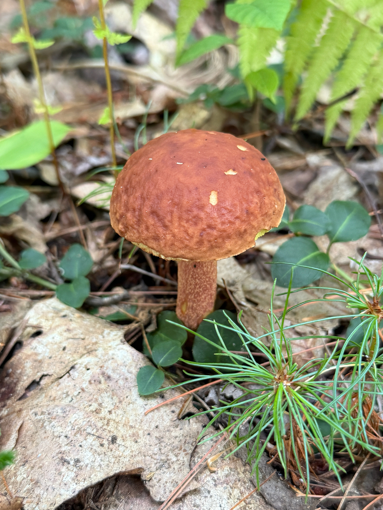 Ashtray Bolete · September 2026 · photo: Photo: (c) Eli Talhouk, some rights reserved (CC BY) · iNaturalist