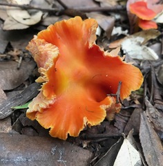 Hygrocybe xanthopoda