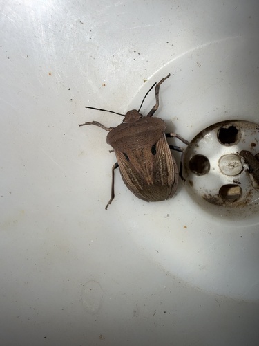 Chalcopis glandulosa