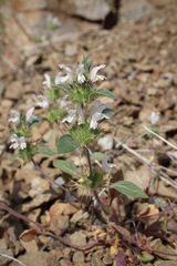 Acanthomintha lanceolata
