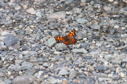 Green Comma