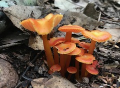 Hygrocybe xanthopoda