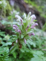 Pedicularis dudleyi