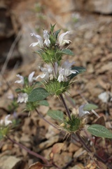 Acanthomintha lanceolata