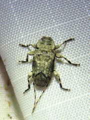 Sternidius mimeticus